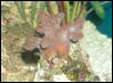 Saltwater - Austin Aquariums