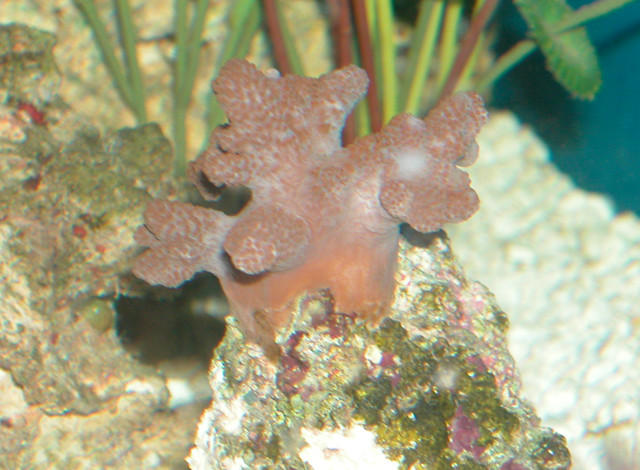Saltwater - Austin Aquariums