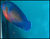 Saltwater - Austin Aquariums