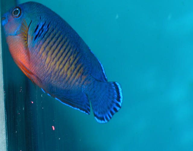 Saltwater - Austin Aquariums