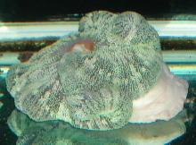 Saltwater Photos