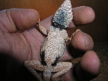 male1