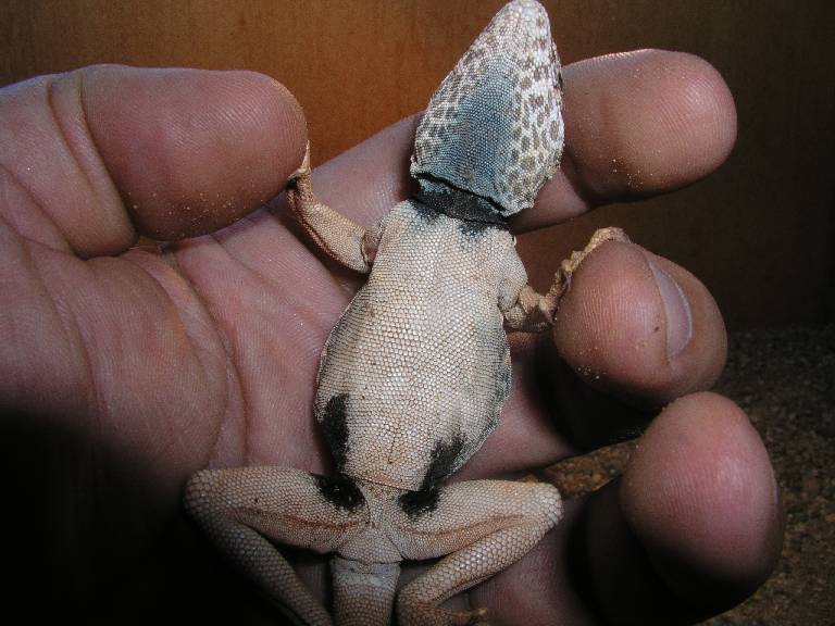 male1
