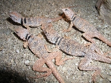 group