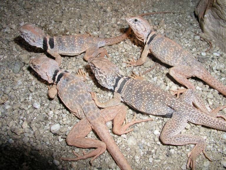 group