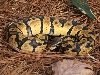 male pastel