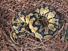 Pastel Ball Python