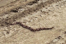 Southern Copperhead2