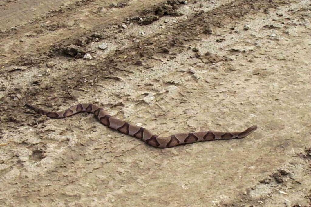 Southern Copperhead2