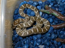 Emoryi Rat