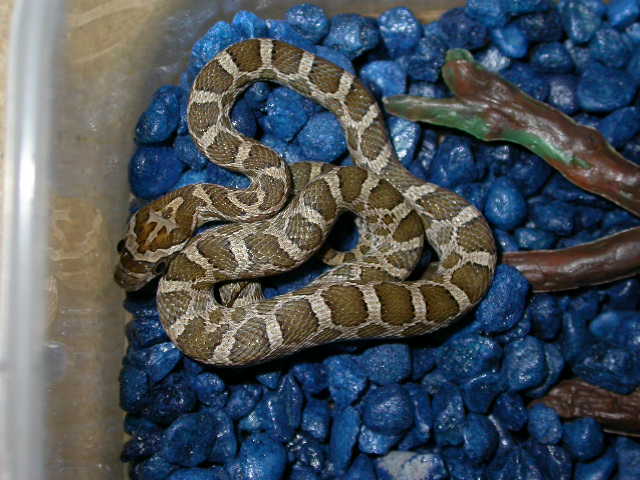 Emoryi Rat
