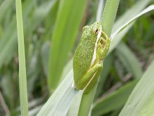 Green Tree Frog