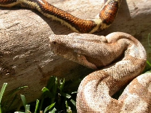 Hogg Island Boa
