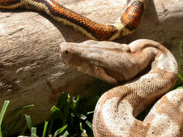 Hogg Island Boa