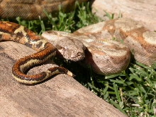 Hogg Island Boa