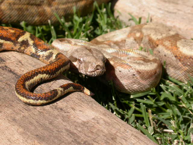 Hogg Island Boa