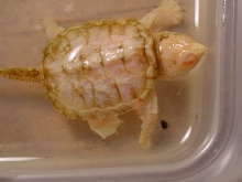 Albino snapper