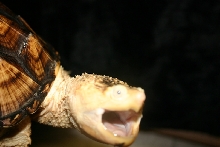 Darker Hypo snapper
