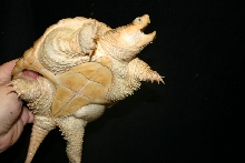 Darker Hypo snapper 2