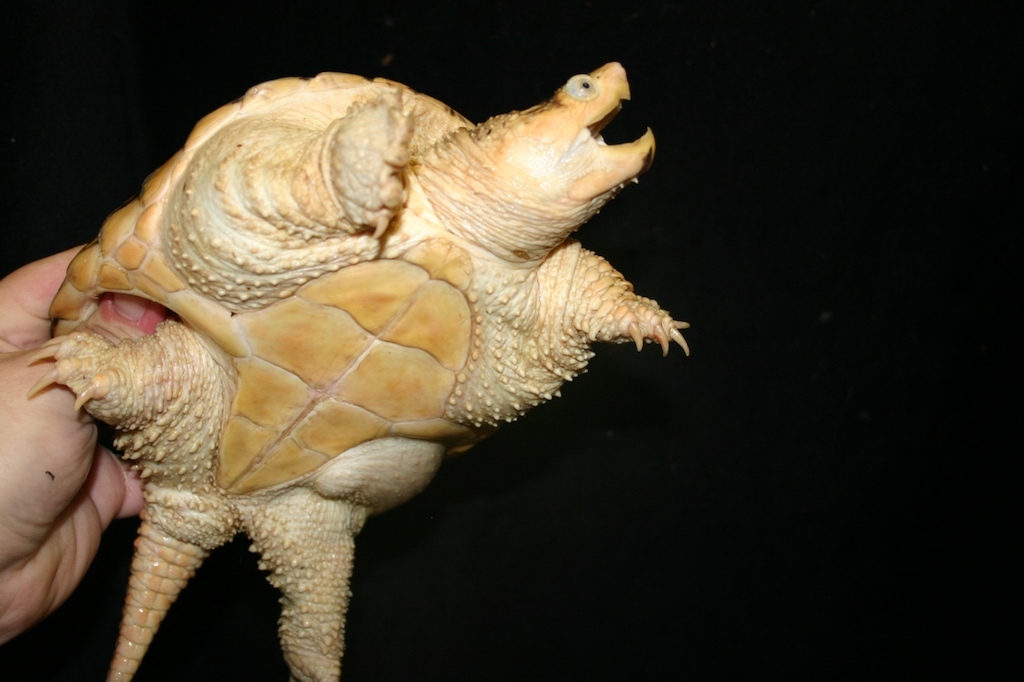 Darker Hypo snapper 2