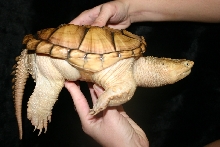 Hypo snapper