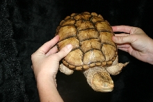 Hypo snapper 3