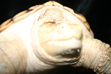 Hypo snapper 4