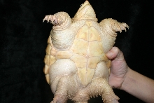 Hypo snapper 2