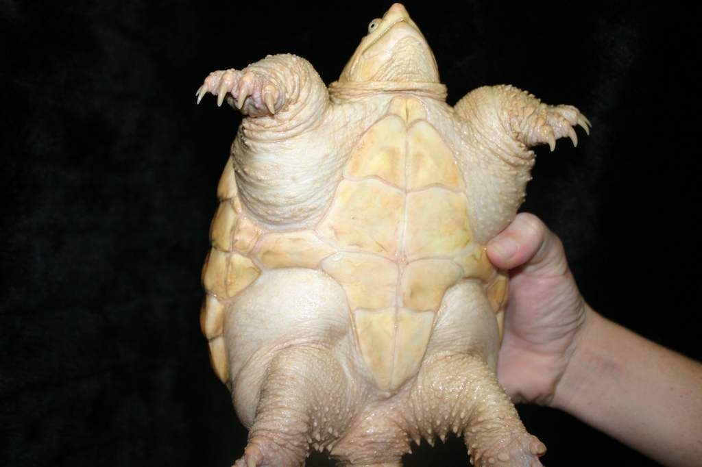 Hypo snapper 2