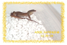 Ackie Hatchling 2