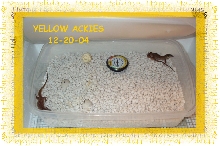 First Ackie Hatchlings 12-20-04