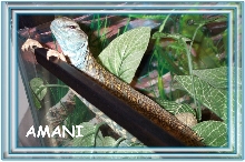 Somali Amani