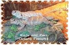 Ornate Uromastyx