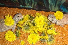 Dandelion Bliss