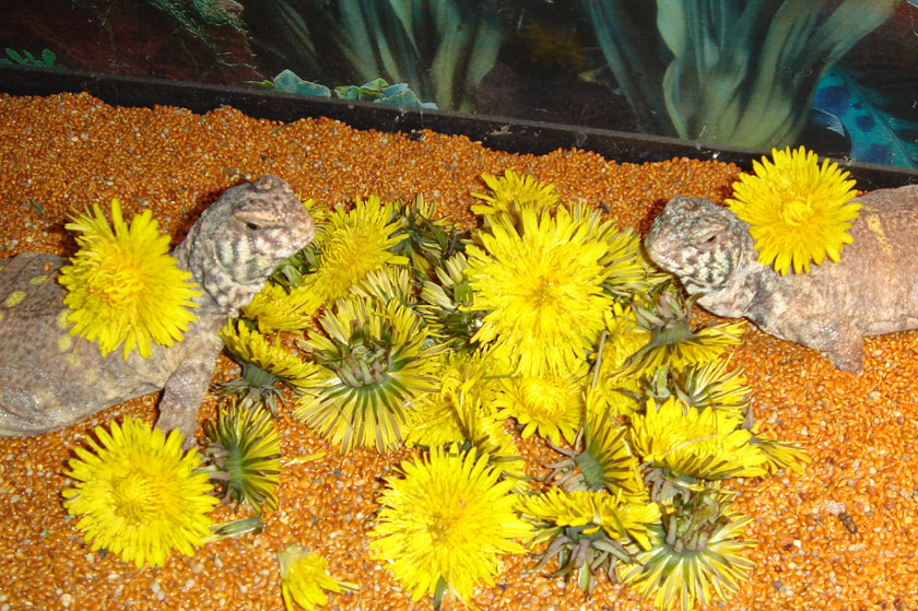 Dandelion Bliss