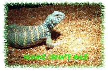 Ornate Uromastyx