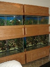 Oak Cages