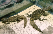 Rainbow Benti Juveniles