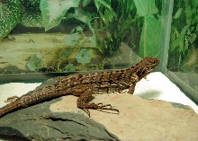 Rock Iguana Triple Hybrid