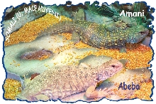 Somali Uromastyx Pair