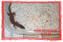 Ackie Hatchling 1