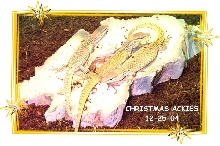 Christmas Ackie Hatchlings