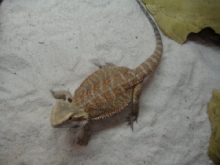 Cuervo