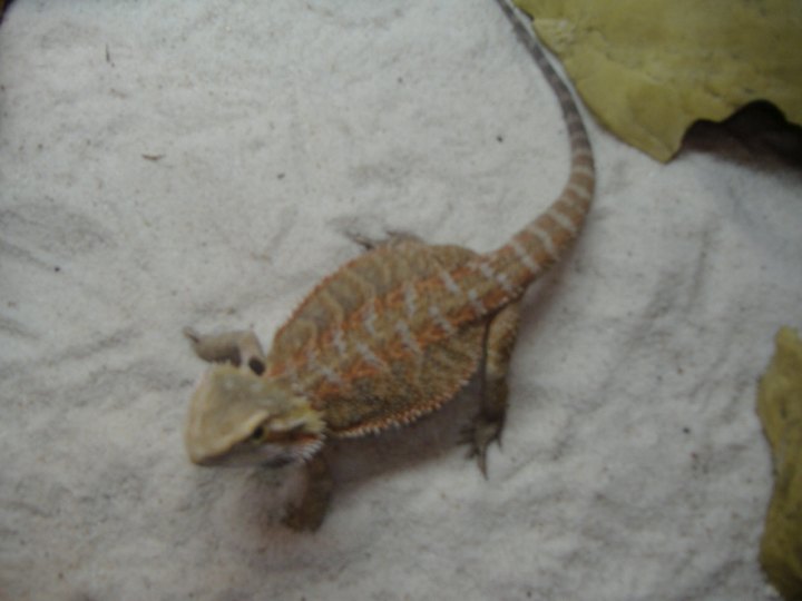 Cuervo