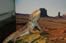 On the Look Out