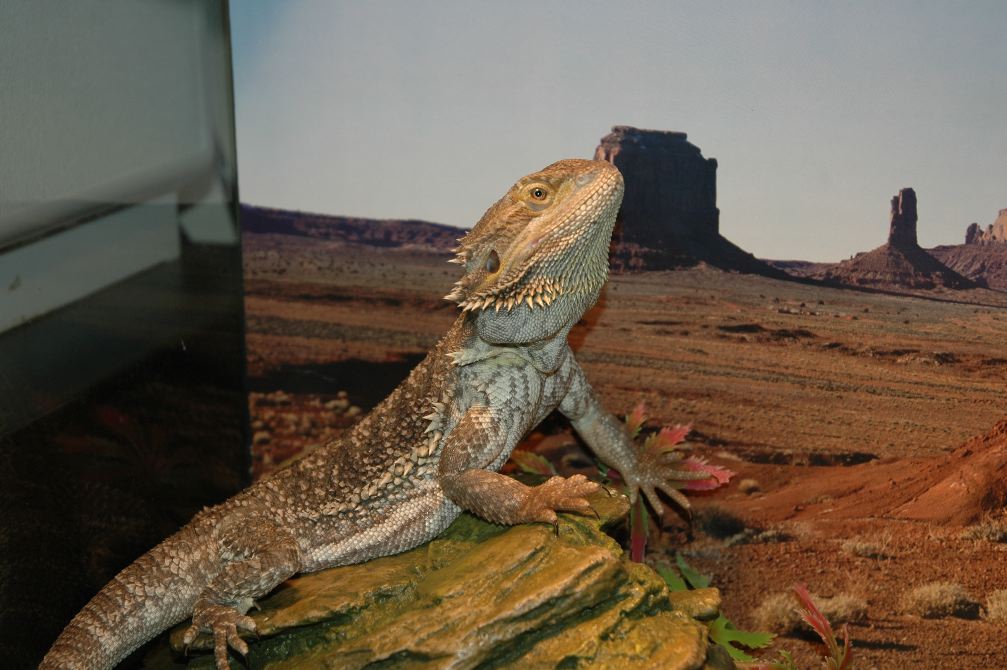 On the Look Out