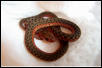 Blais flame x erythristic eastern