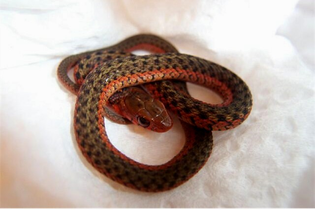 Blais flame x erythristic eastern