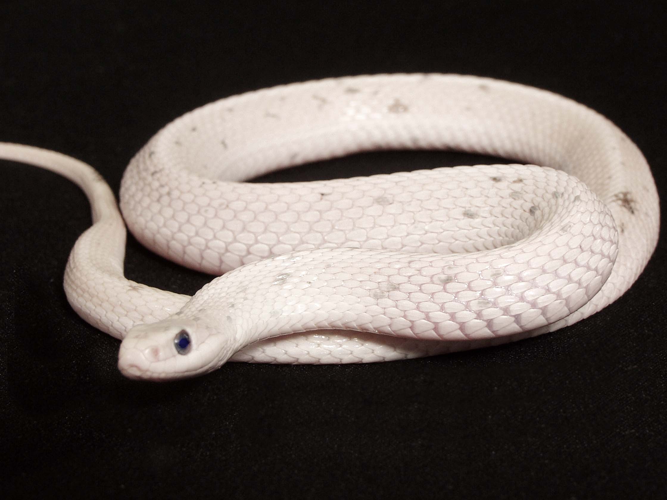 Paradox leucistic eastern garter