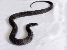 Melanistic Eastern
